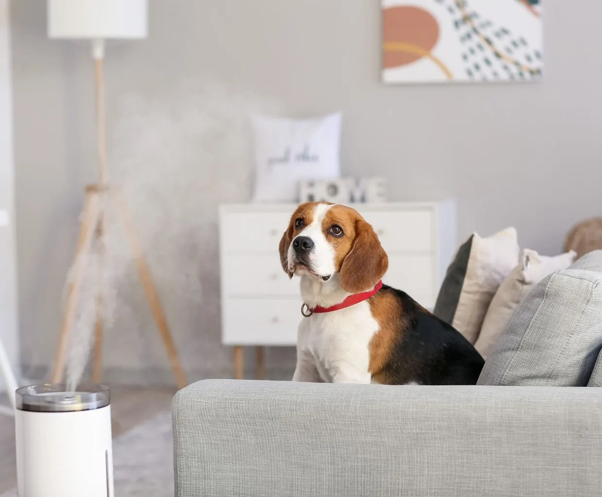 Beagle with a red collar sitting on a gray sofa near a white humidifier releasing mist