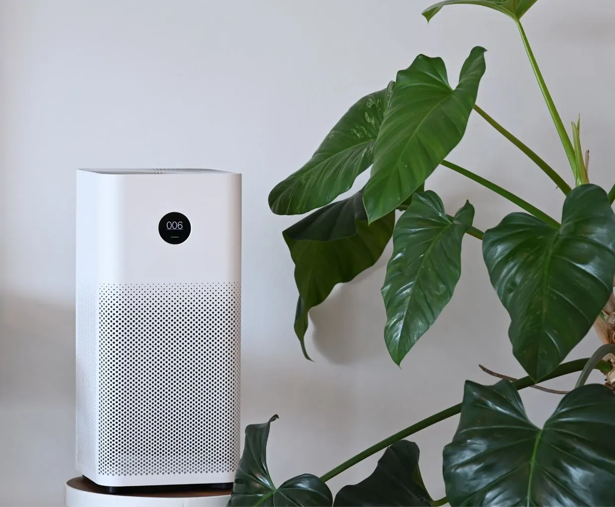 White air purifier with a round digital display beside a large green houseplant against a plain white wall