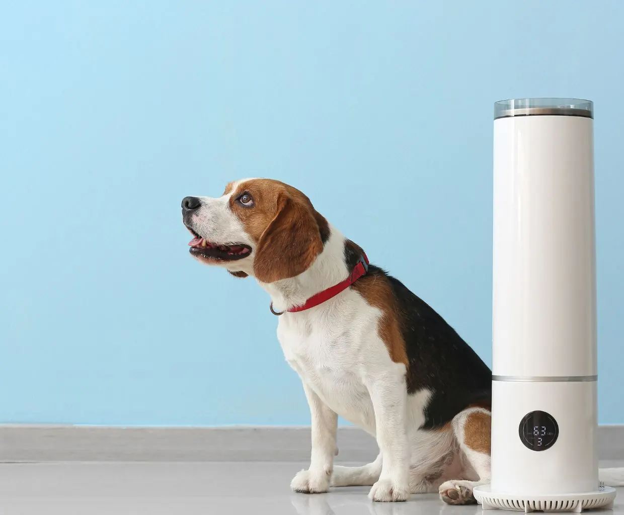 Beagle with a red collar sitting on a gray floor next to a tall white tower appliance against a light blue wall