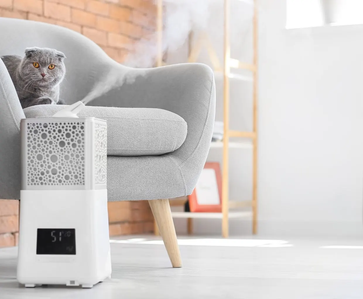 Gray cat with folded ears on a gray armchair next to a white humidifier releasing mist from its top