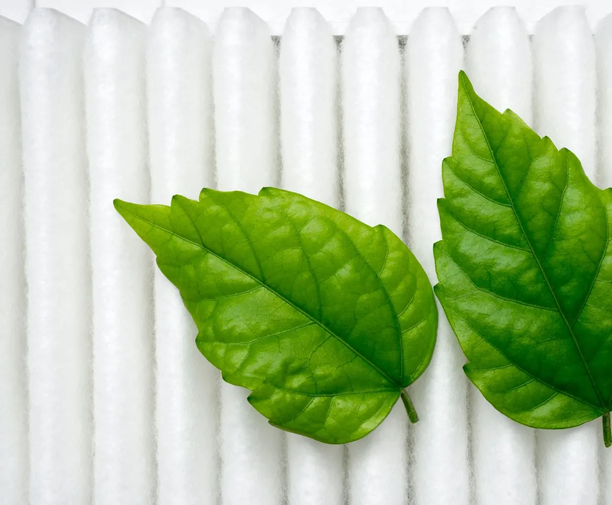 Two green leaves resting on a white pleated air filter