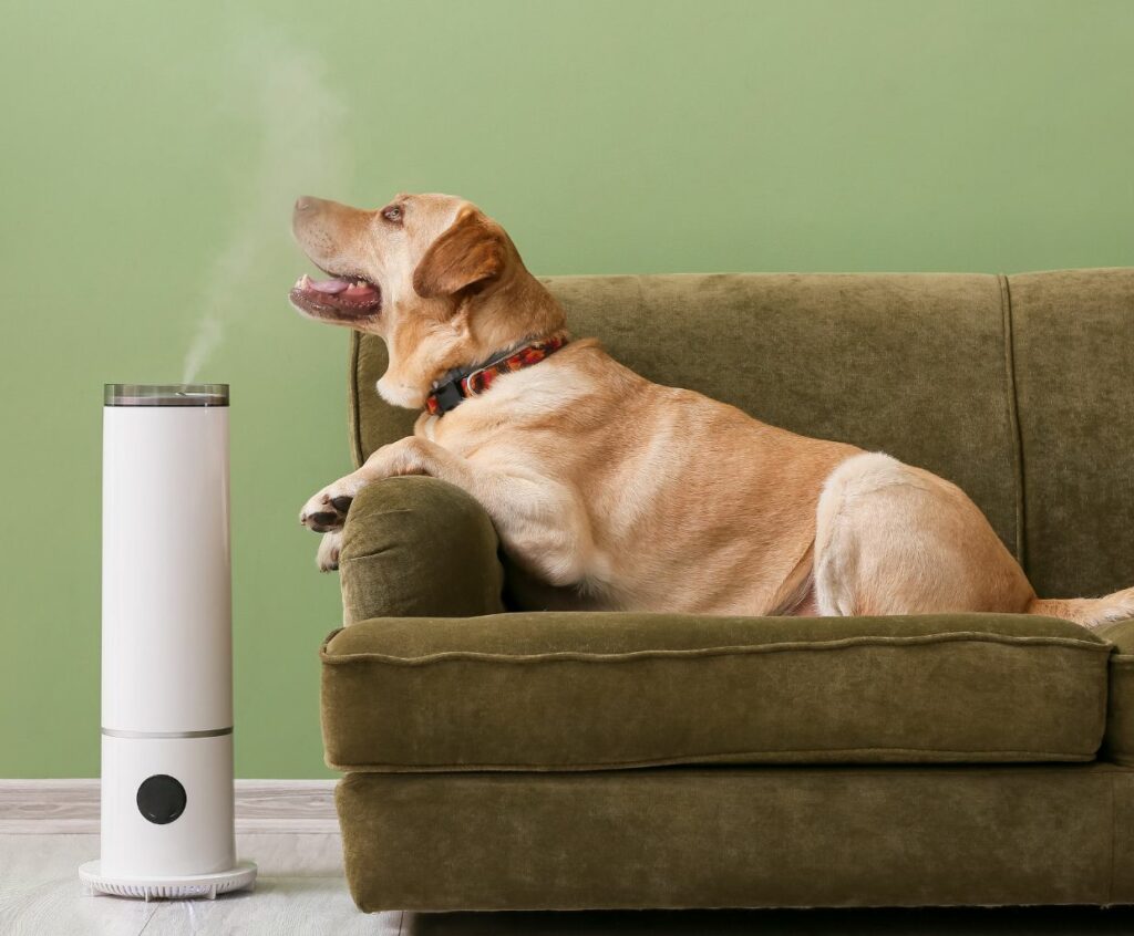 Air Purifier For Pets