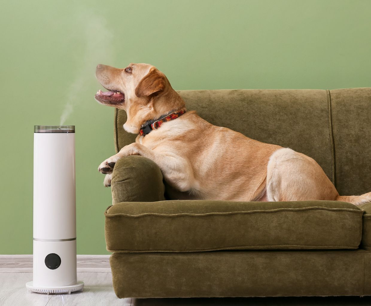 Best Air Purifier For Pets, Dander, Hair, And Odors