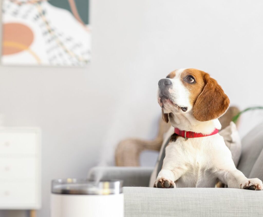 Are Humidifiers Safe For Dogs?
