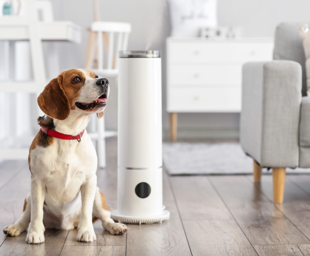 Best Air Purifiers for Pet Allergies