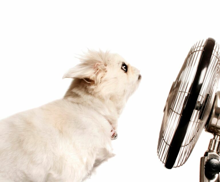 How To Clean Your Vornado Fan Like a Pro And In Simple Steps