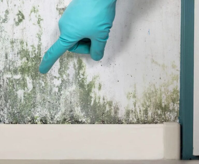 Types of House Mold